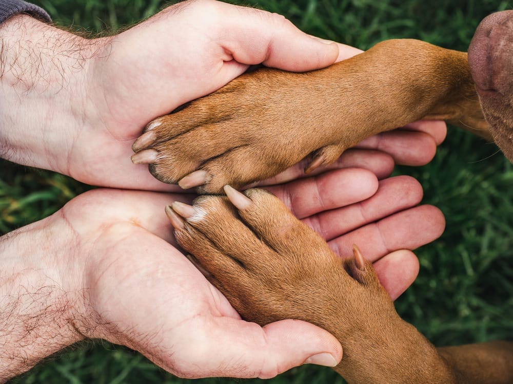 animal welfare organizations